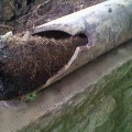 Tree Root Invasion in Sewer Lines: Causes, Prevention & Solutions