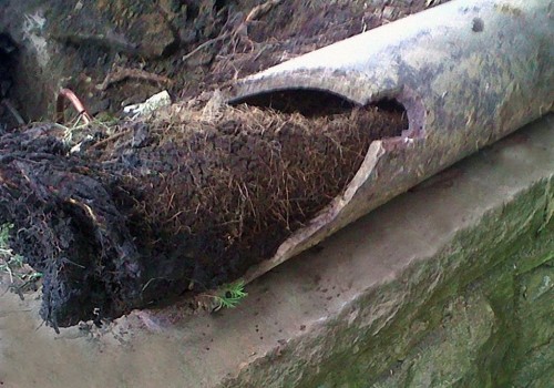 Tree Root Invasion in Sewer Lines: Causes, Prevention & Solutions